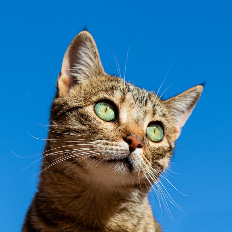 Indian kitten — PVD India cat diagnostics and health testing