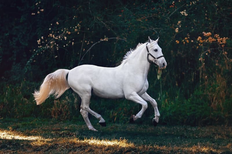 Horse in India — equine diagnostics by PVD India
