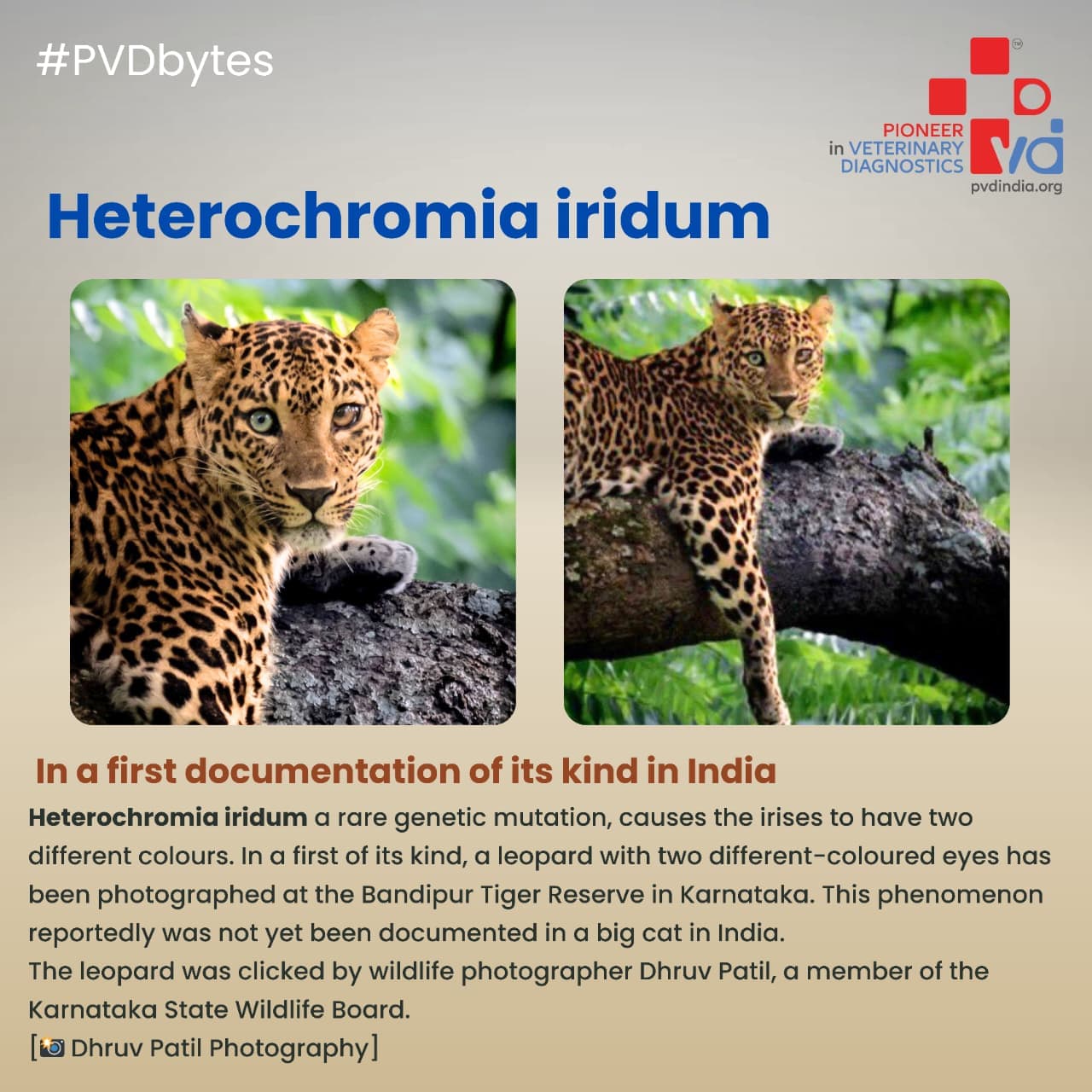 Why Early Mastitis Detection Saves Lakhs for Pune's Dairy Farmers