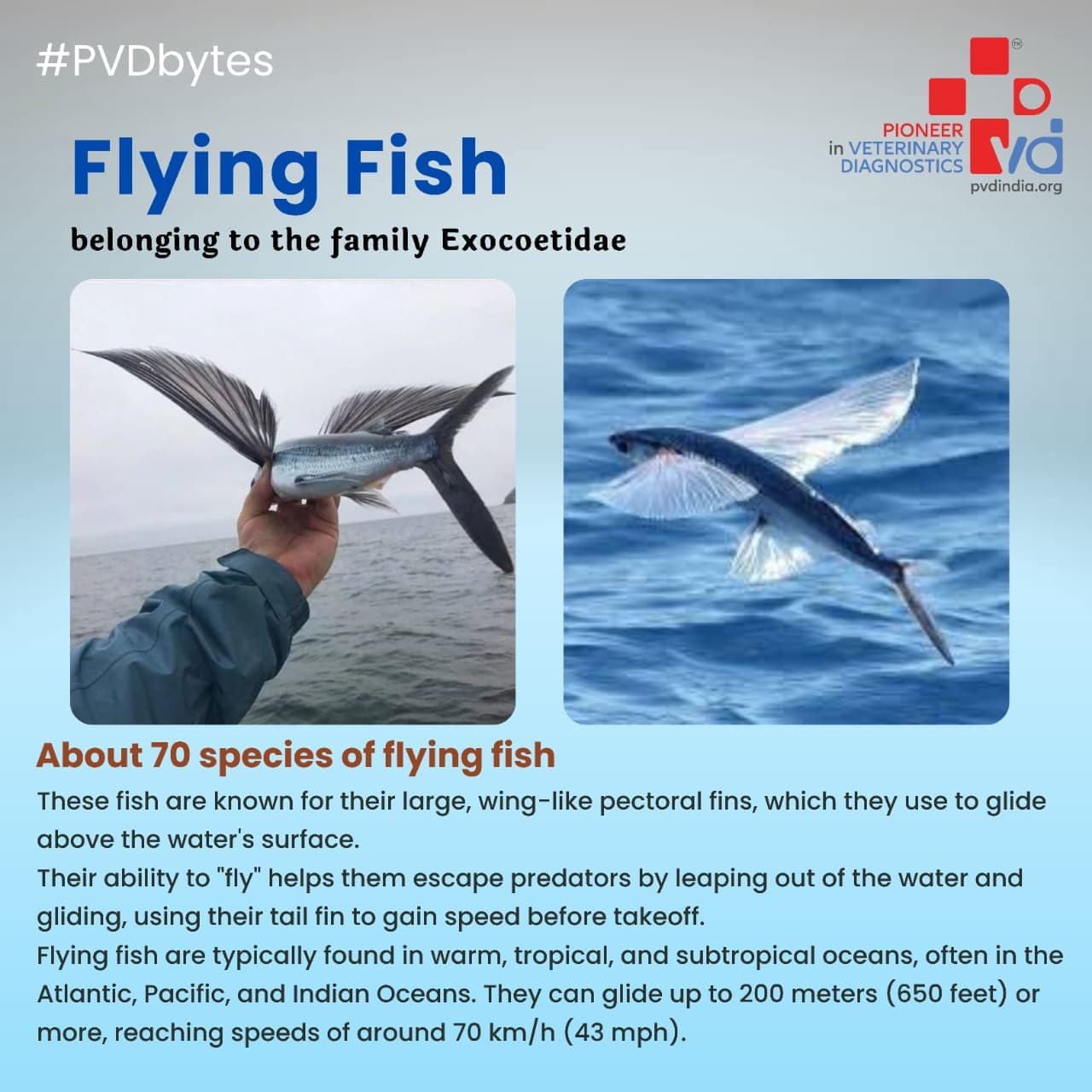 Understanding RT-PCR: The Gold Standard for Viral Disease Detection in Animals